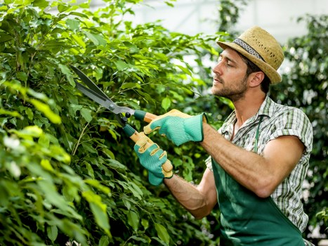 Professional tree care and pruning in a suburban Purley landscape